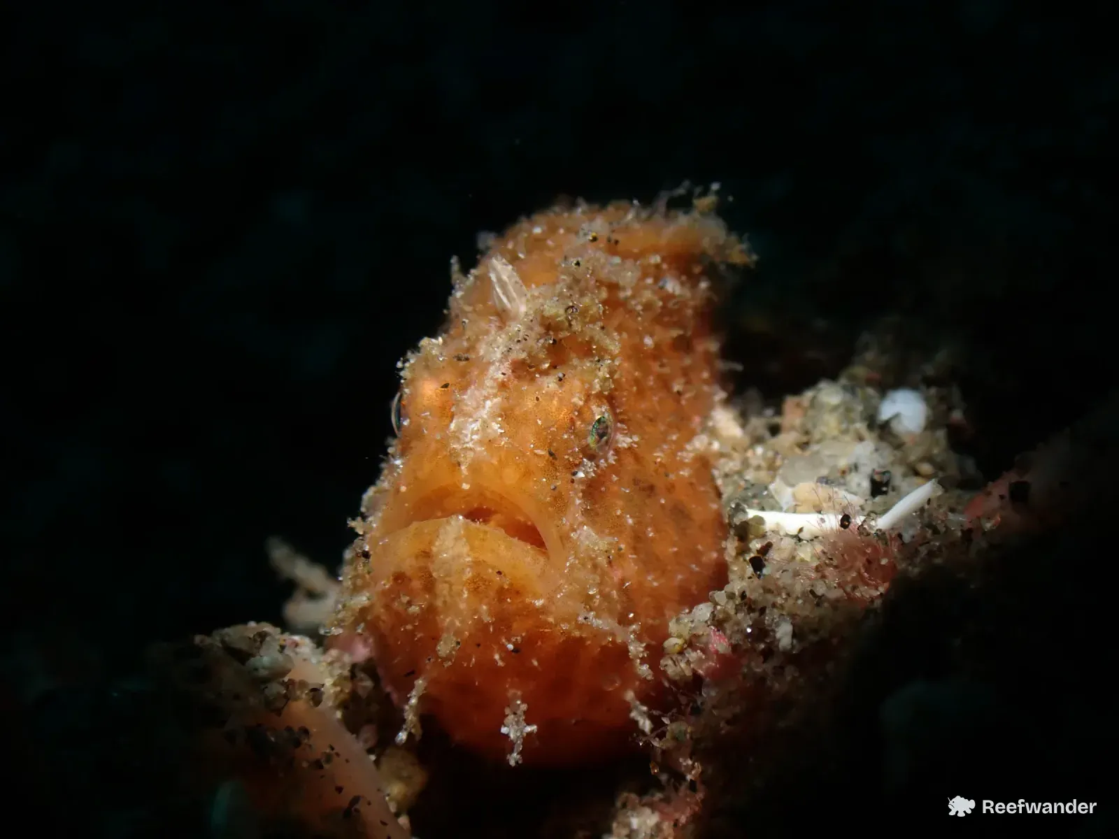 An orange juvenile hairy frogfish, dusted with sand, sits upright among rubble in Dauin.