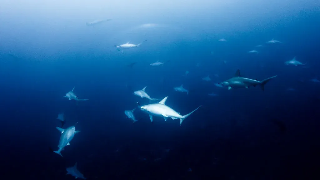 A loose school of scalloped hammerhead sharks cruising through deep blue water off Yonaguni