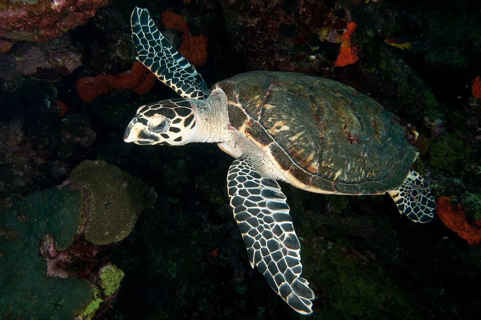 A hawksbill sea turtle with a tapered head, sharp beak and overlapping dark shell plates swims past orange sponges on a reef.