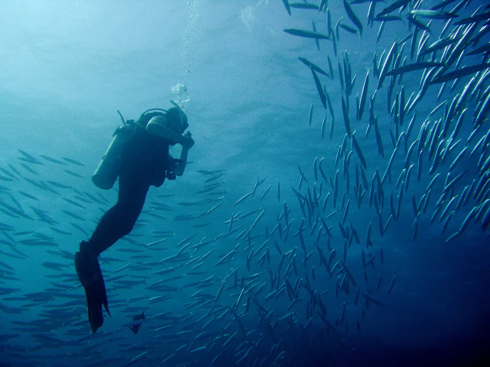A diver swims beside a school of barracuda at The Islands dive site in Dahab, Egypt