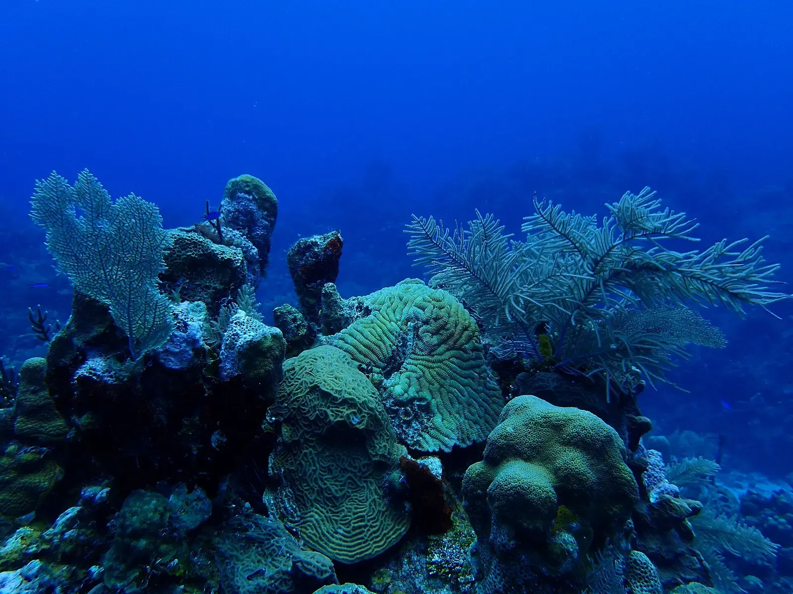 Sea fans, sponges and star coral on a reef slope in blue water off Roatán, Honduras