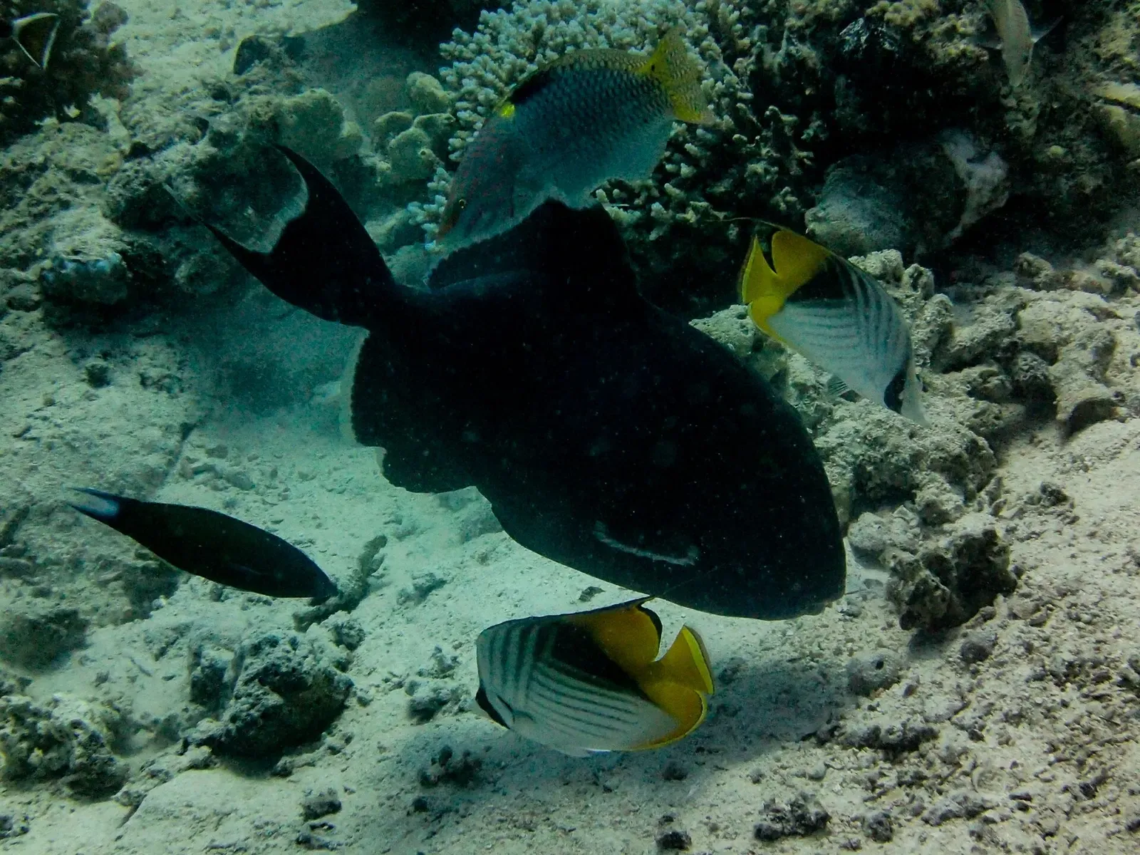 A triggerfish digs in the sand among butterflyfish on a coral reef near Safaga, Egypt