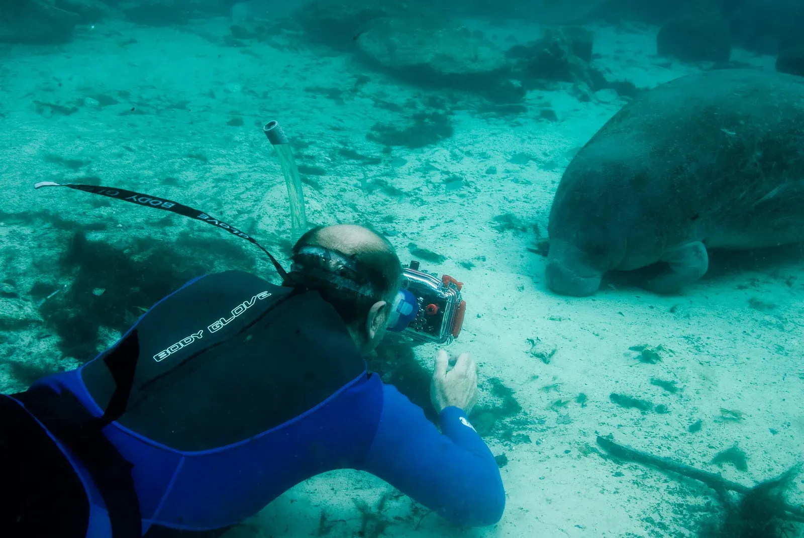 A diver in a blue wetsuit photographs a Florida manatee resting on the pale sand near Crystal River