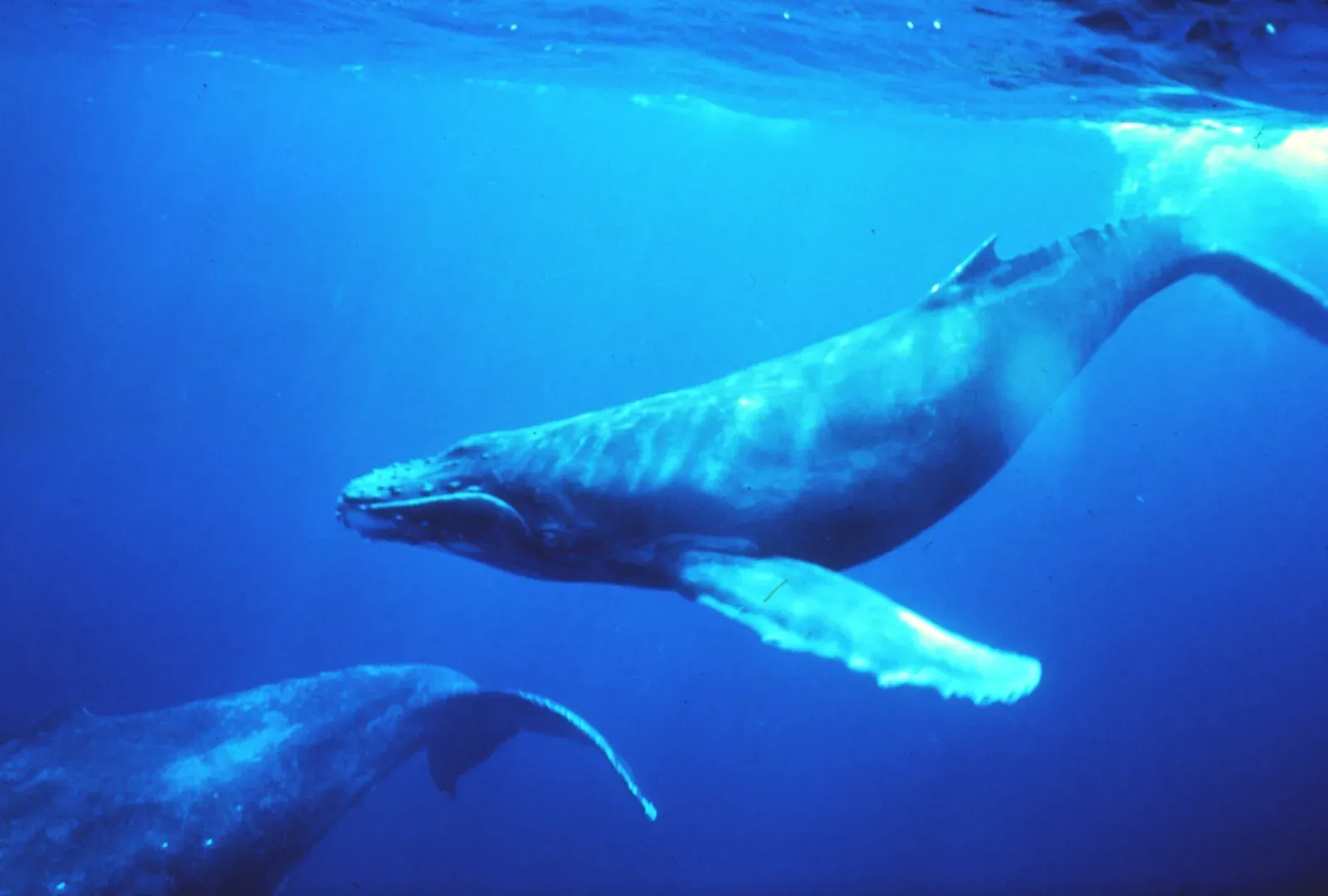 Two humpback whales hanging in blue water near the surface, one angled head-down towards the camera, the other's tail in the foreground