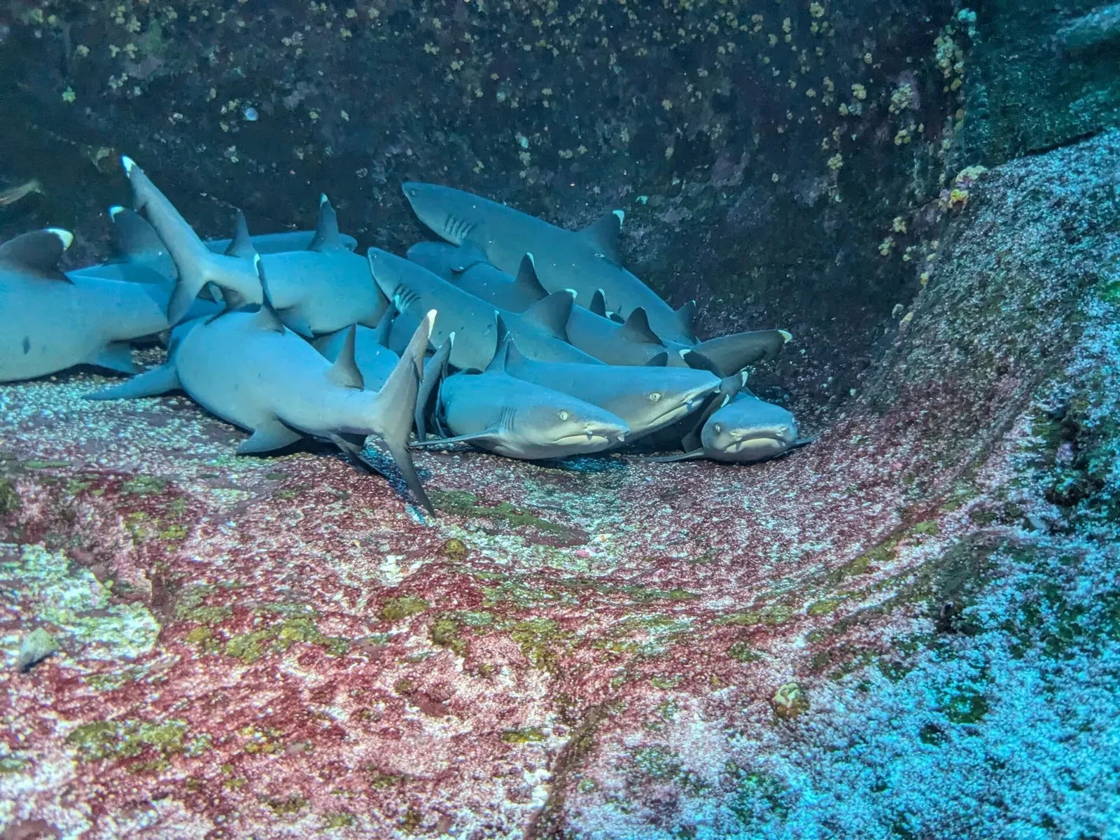Whitetip reef sharks lie piled together in a rock recess, heads and tails overlapping, none of them swimming.