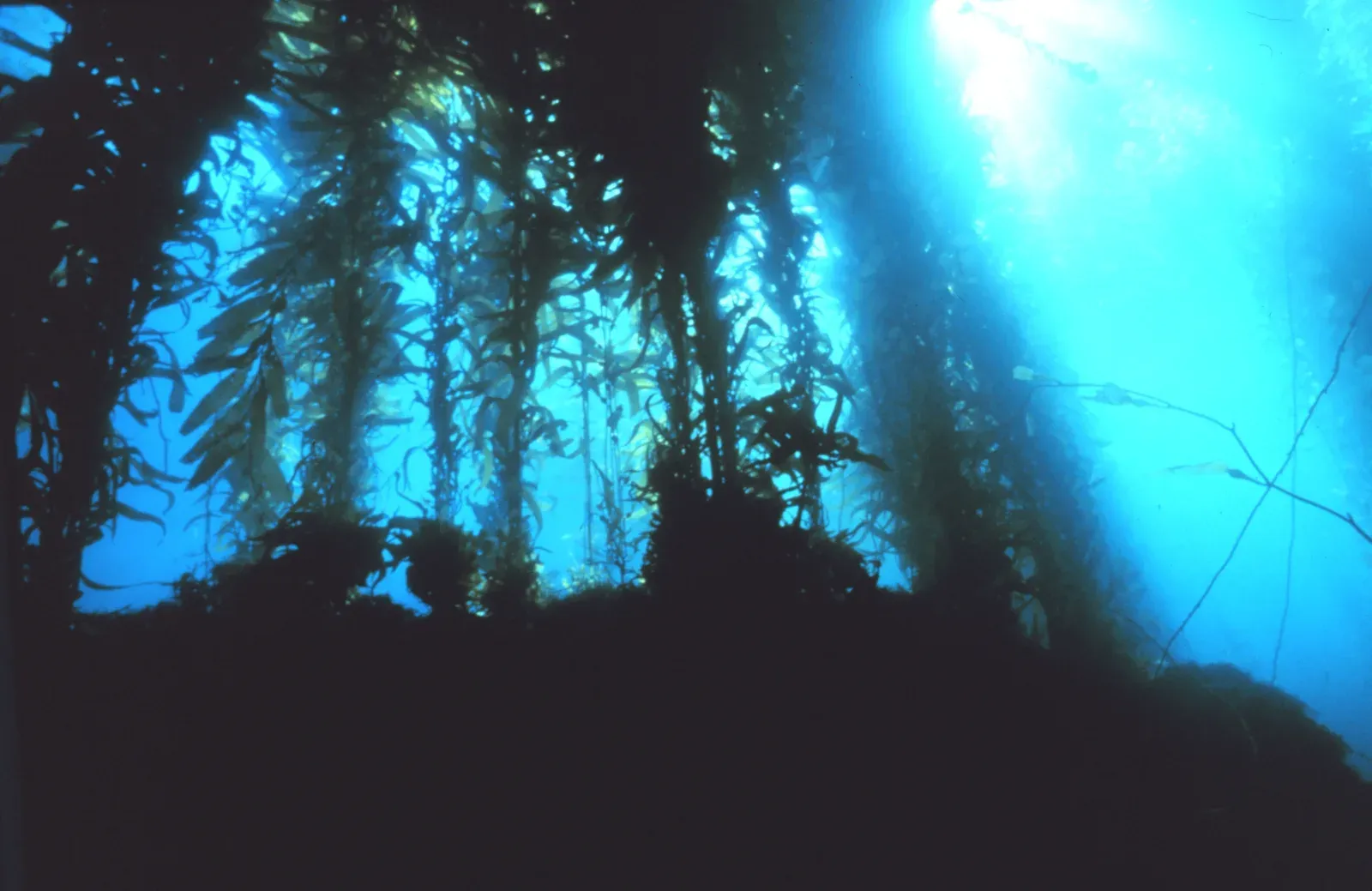 Looking up through tall giant kelp stipes towards sunlight at the surface in the Channel Islands