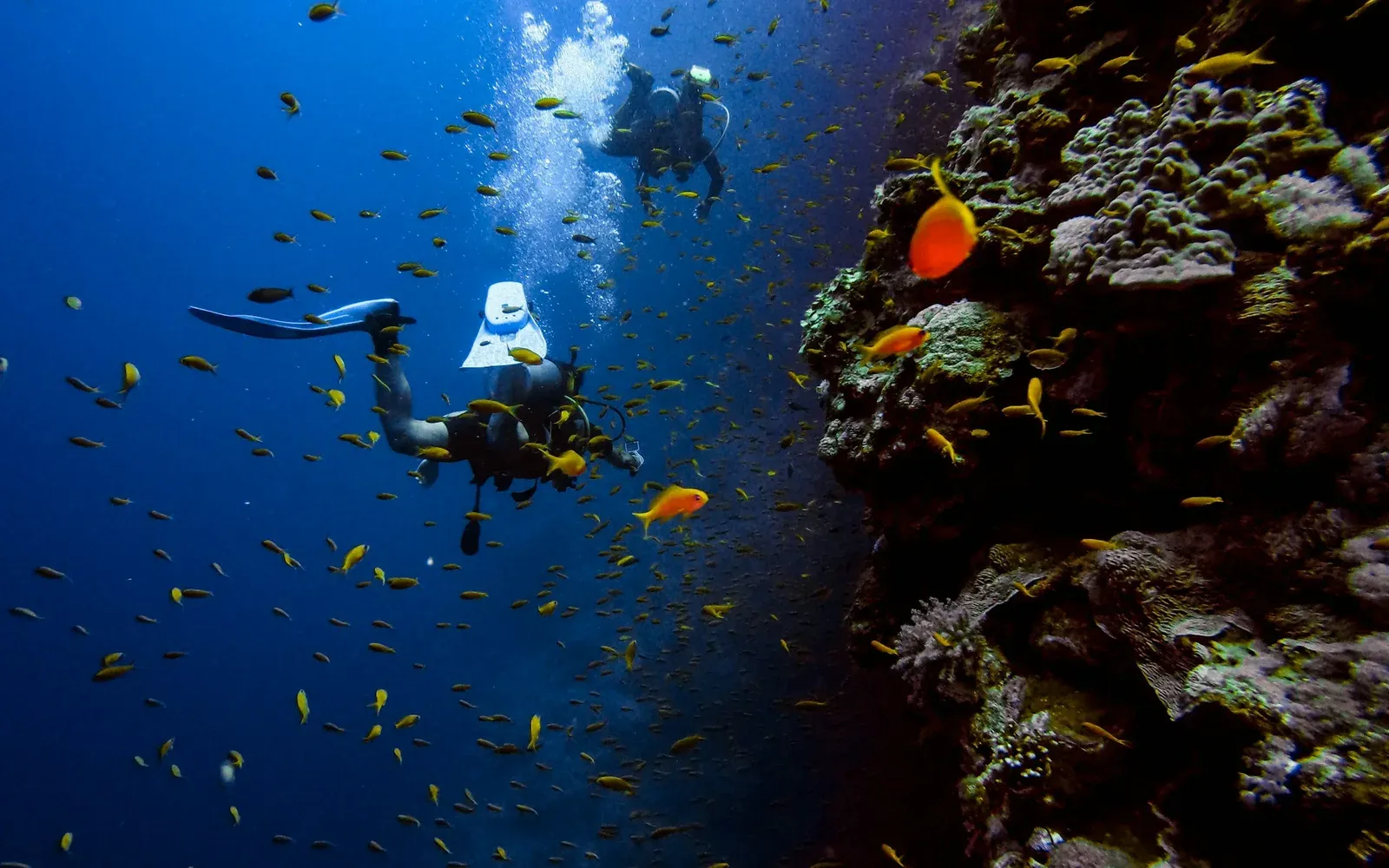 Two scuba divers hang in blue water beside a sheer coral face, with a cloud of orange anthias between them and the rock
