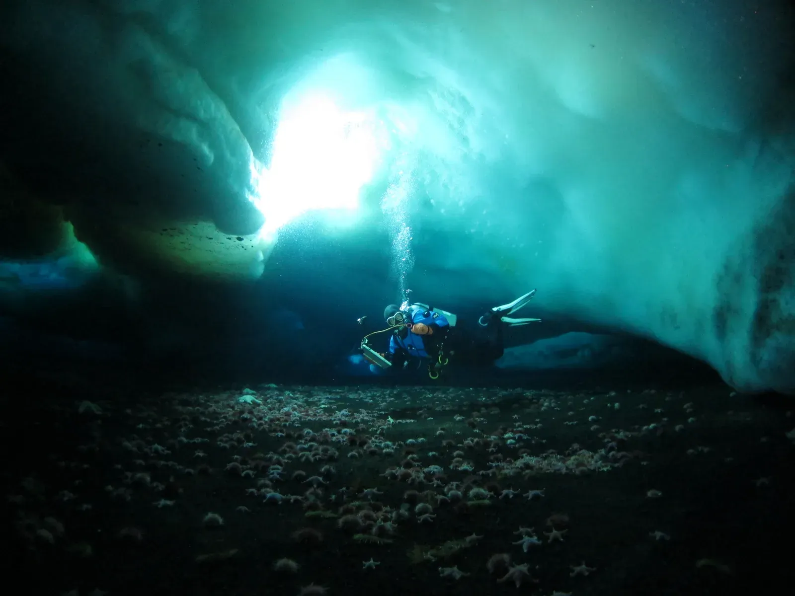 A drysuit diver hangs beneath a sea-ice ceiling lit from above, over a seabed carpeted with sea stars and urchins