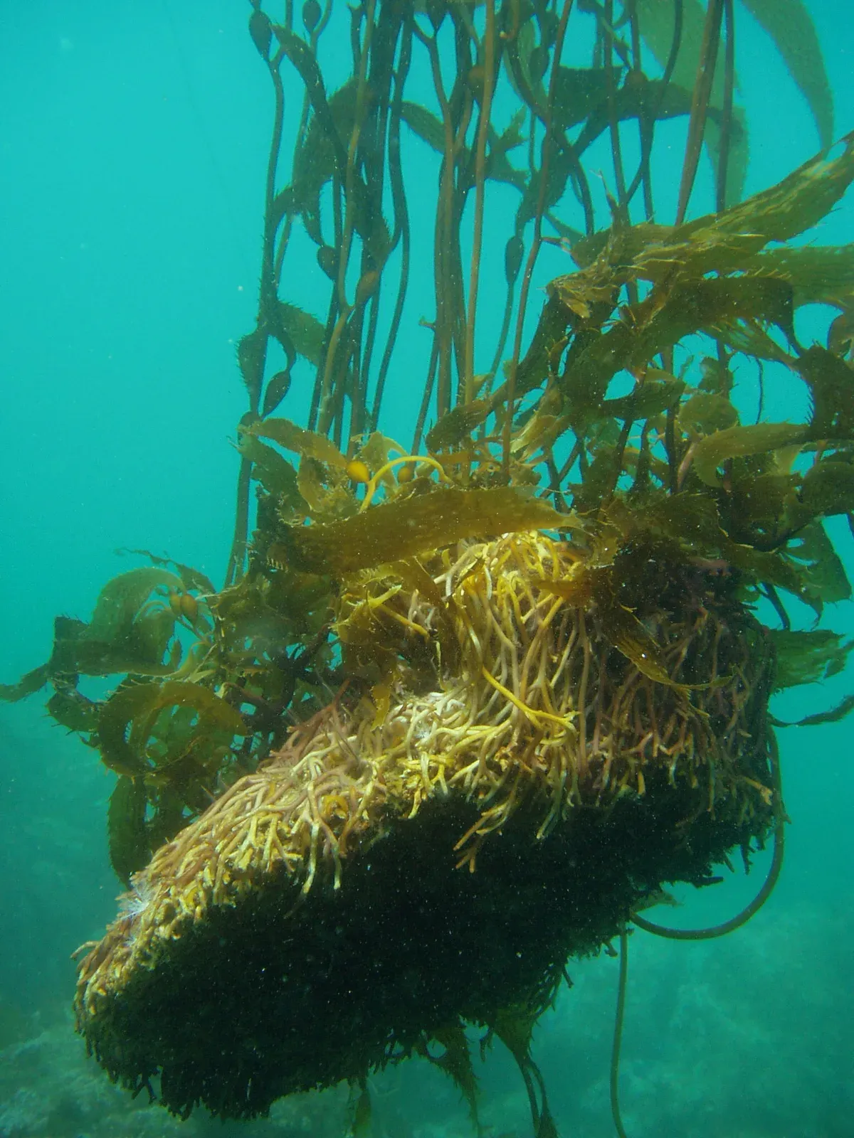 A tangled giant kelp holdfast drifting in green water after being torn from the seabed