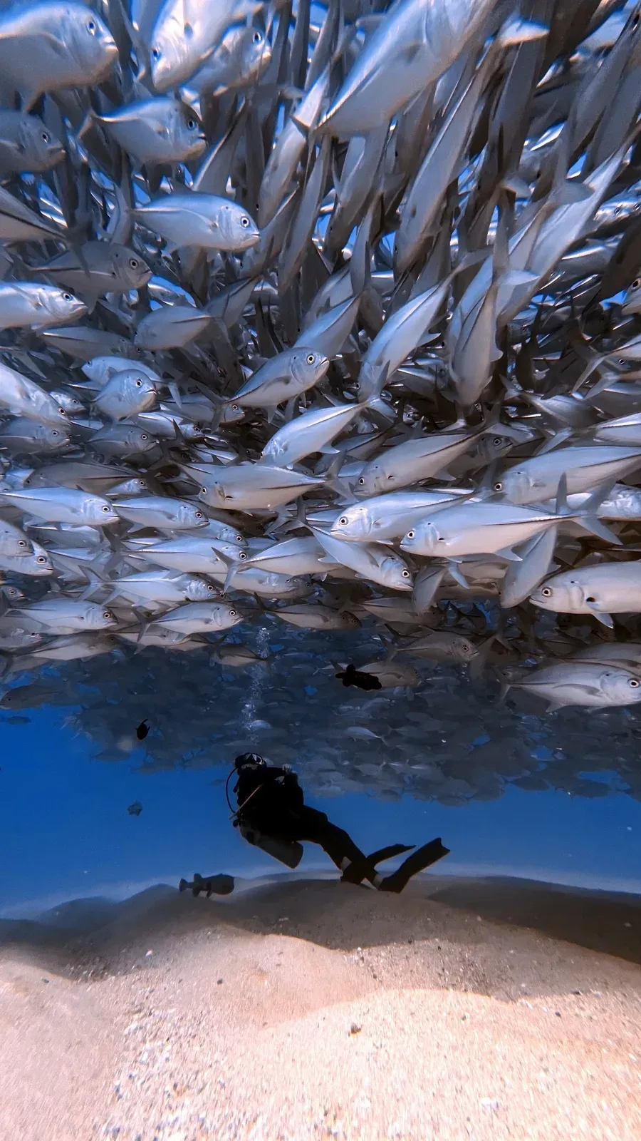 A dense school of jacks packed above a single diver over a sand seabed