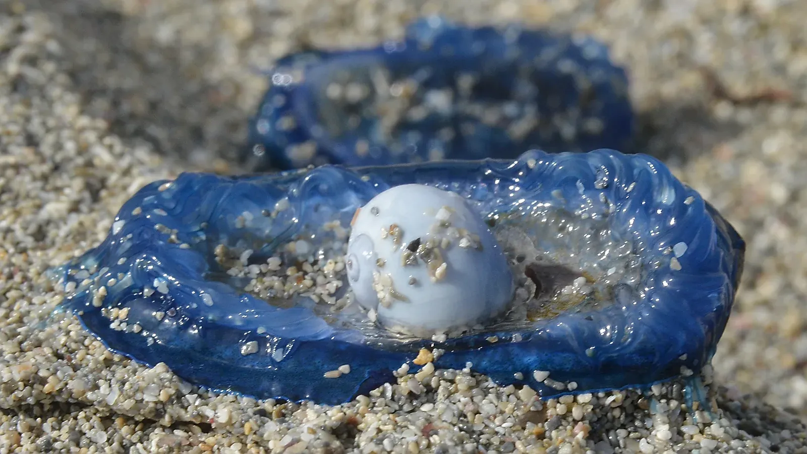 A pale violet sea snail sitting in the centre of a deep-blue by-the-wind sailor washed up on coarse sand