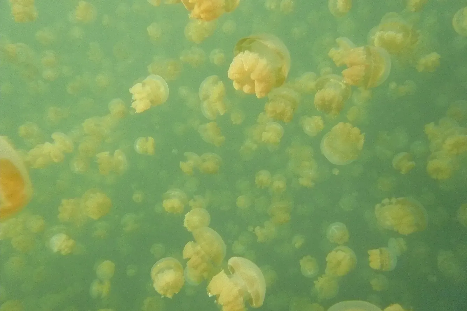 Hundreds of golden jellyfish drifting in the green water of Jellyfish Lake, Palau