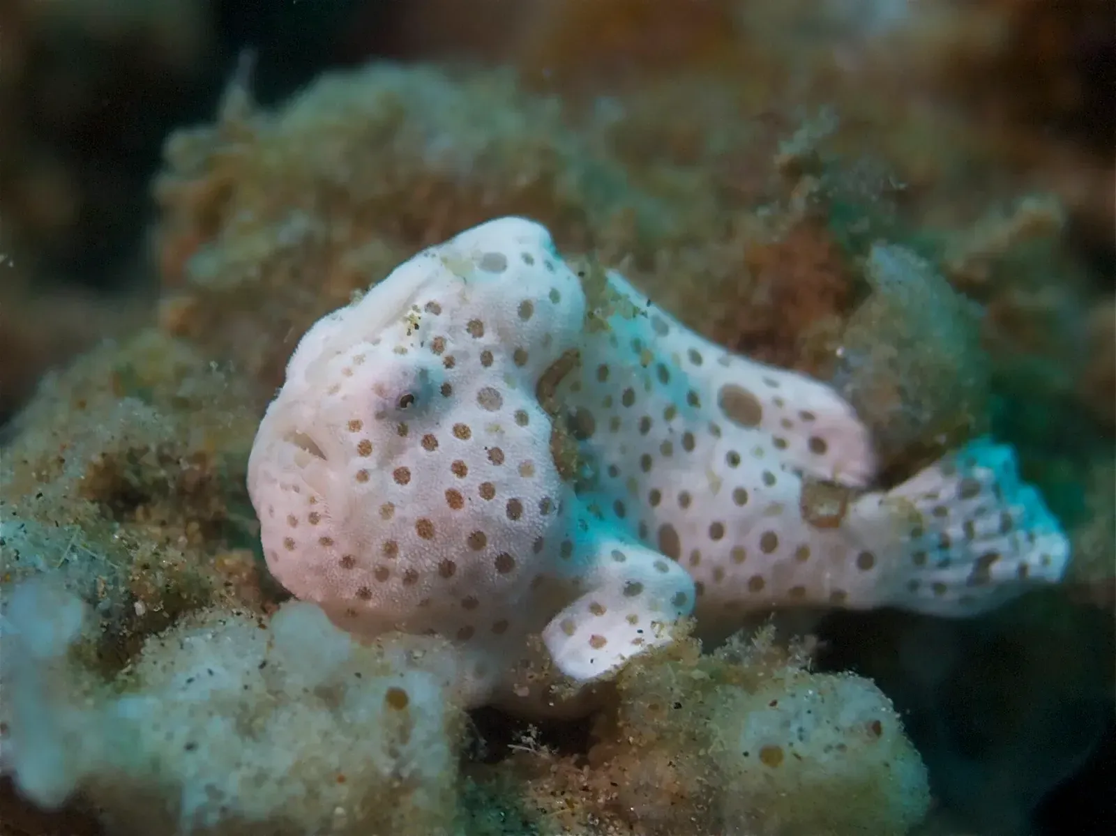 A pale, spotted juvenile painted frogfish rests on rubble among patches of reef growth.