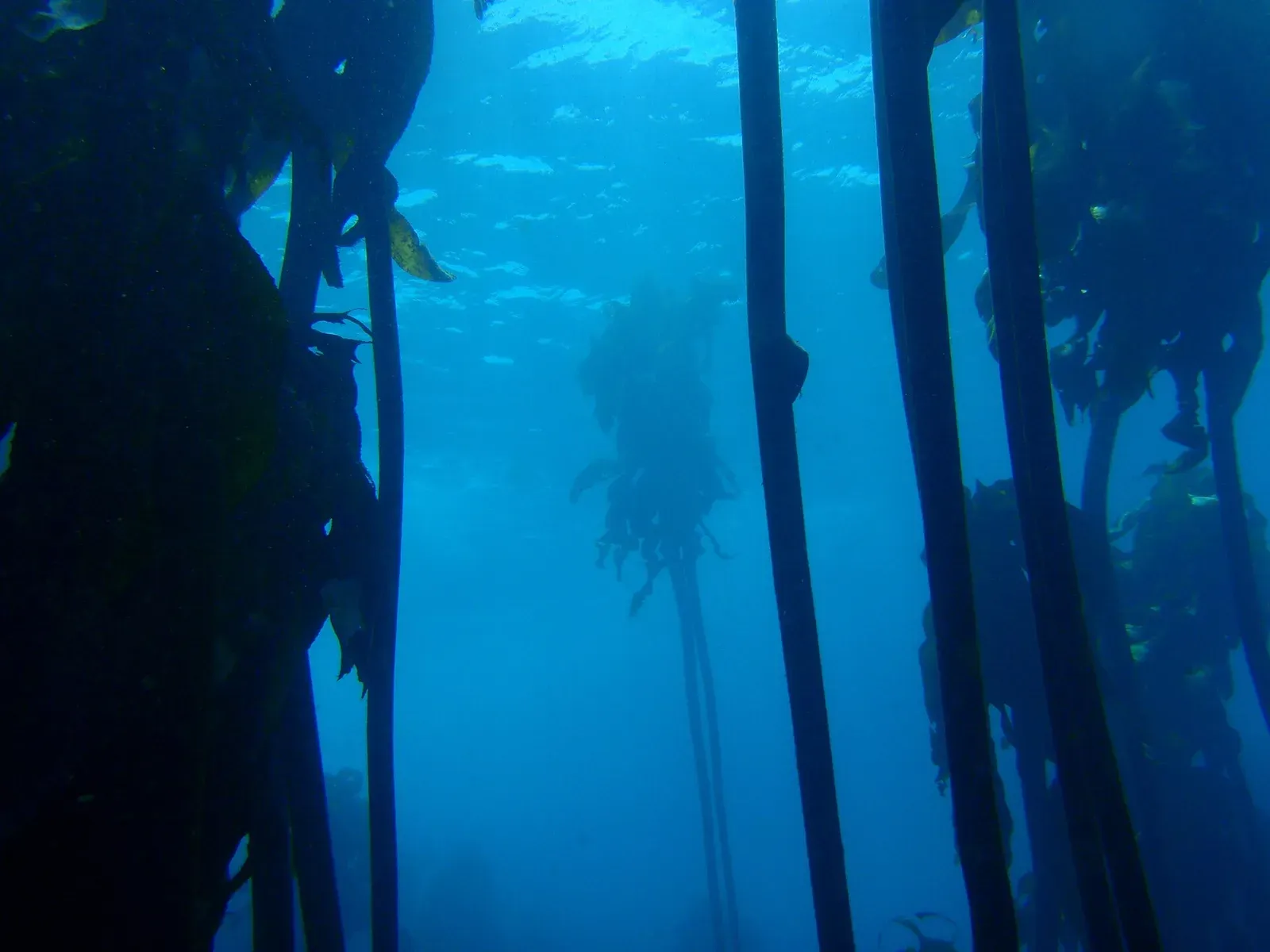 Kelp stipes rising like tree trunks toward a bright canopy, small fish schooling in the blue between them
