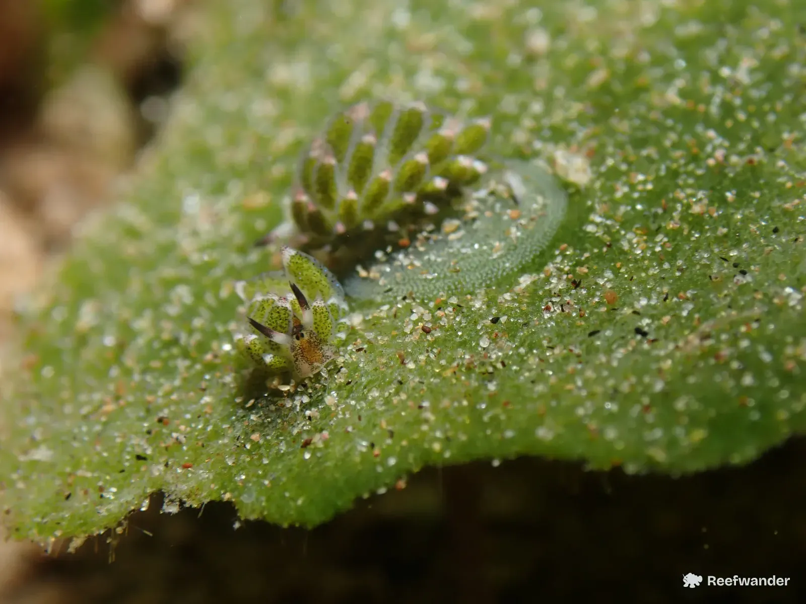 Two tiny green Costasiella sea slugs with dark-tipped rhinophores sit on a sand-dusted blade of green algae.