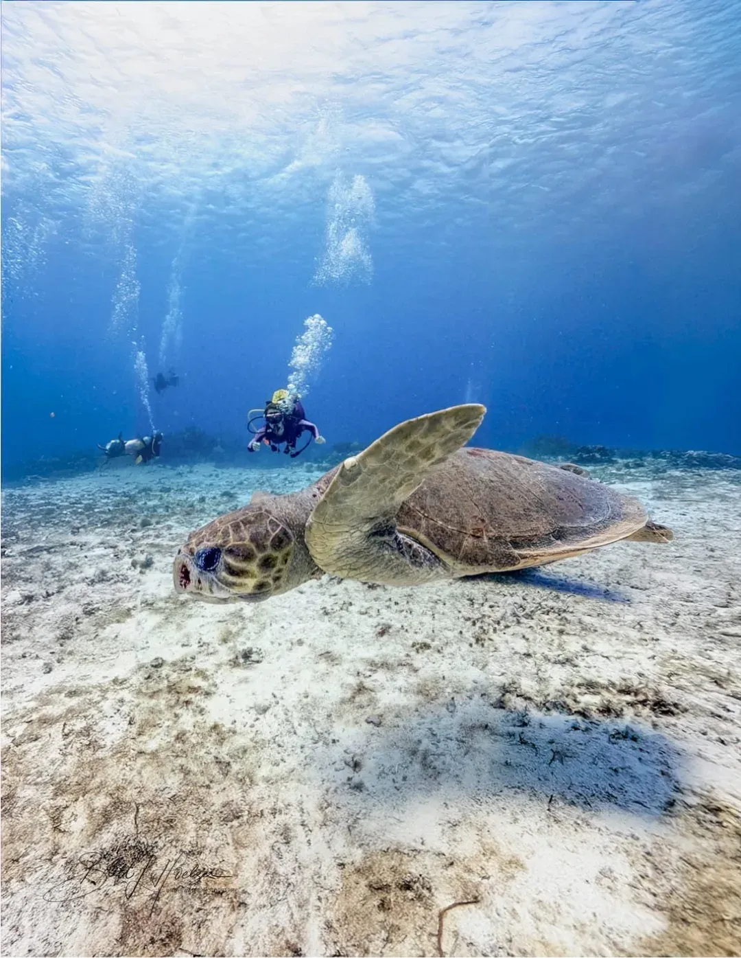 A loggerhead sea turtle swims low over white sand in clear blue water while divers hover behind it.