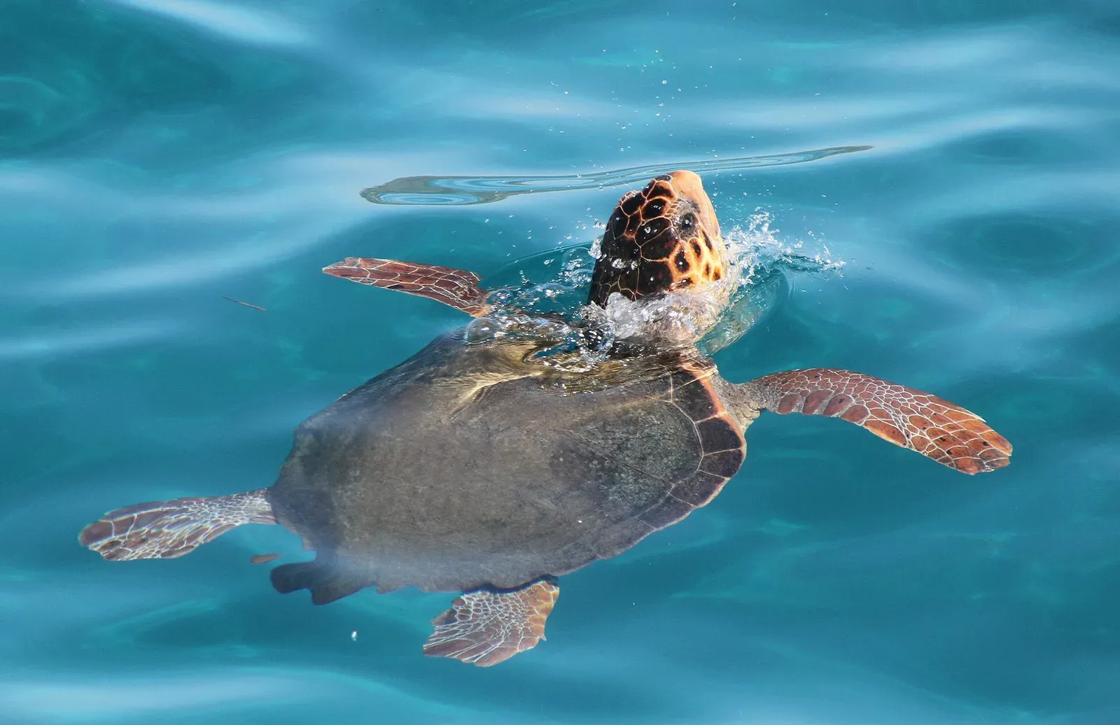 A loggerhead sea turtle lifts its head clear of calm turquoise water to breathe.