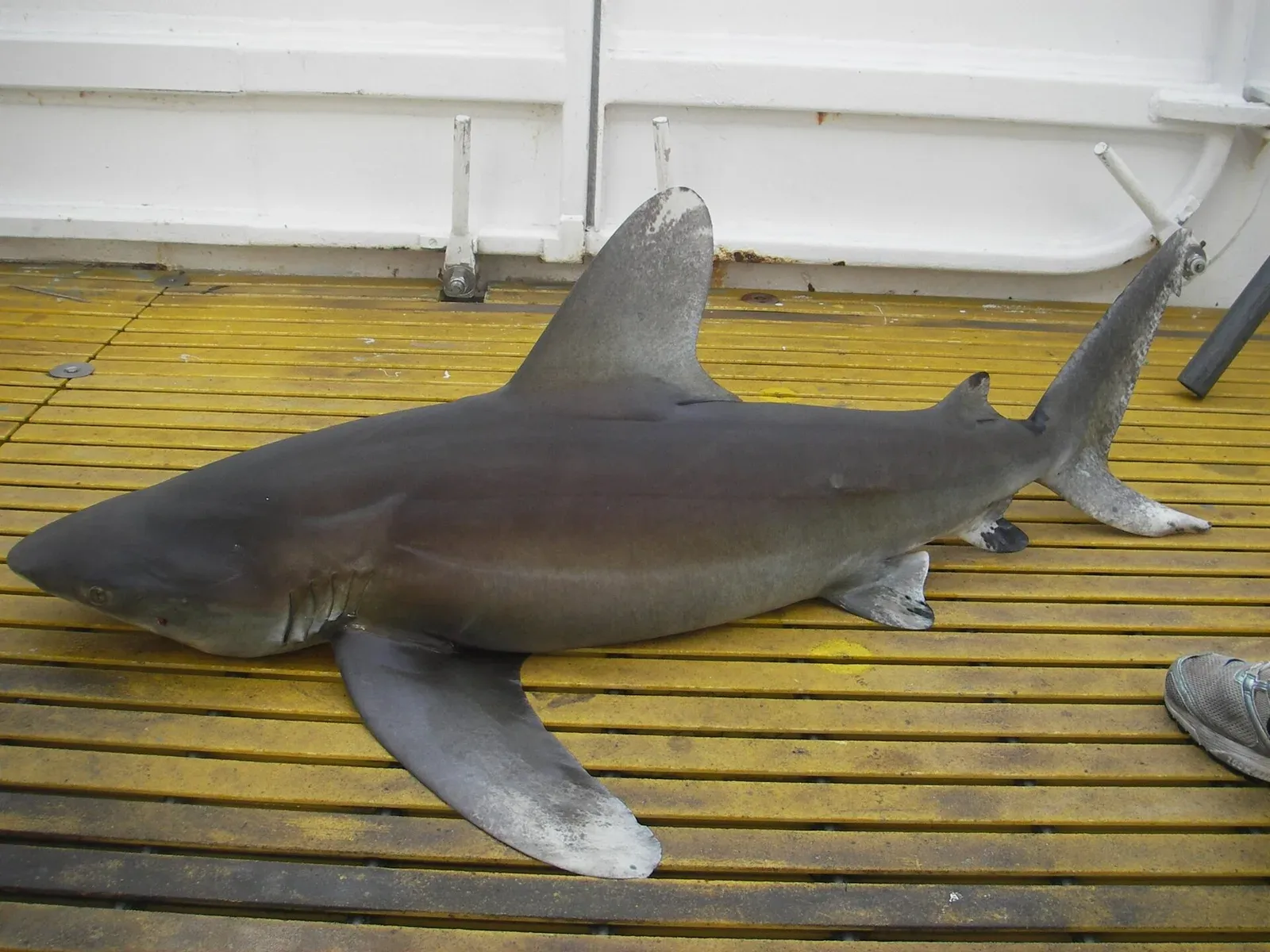 A dead oceanic whitetip shark lying on the yellow deck grating of a research vessel, white-tipped fins visible, a crew member's shoe in frame