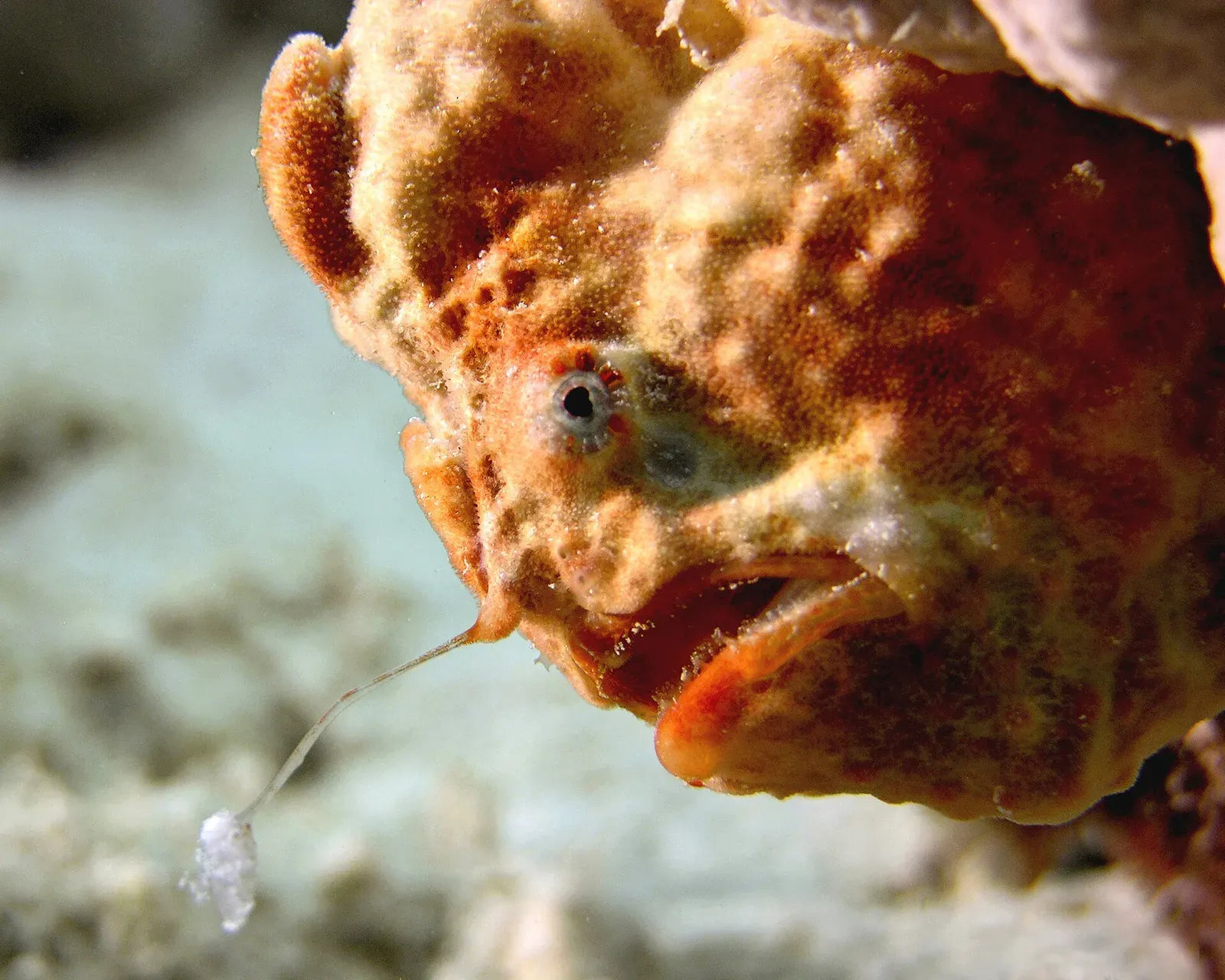 An orange longlure frogfish holds its thin rod forward, a pale tuft of lure hanging in front of its mouth.