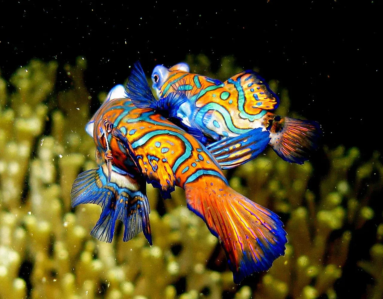 Two brightly patterned mandarinfish pressed side by side, rising together over pale coral in dark water