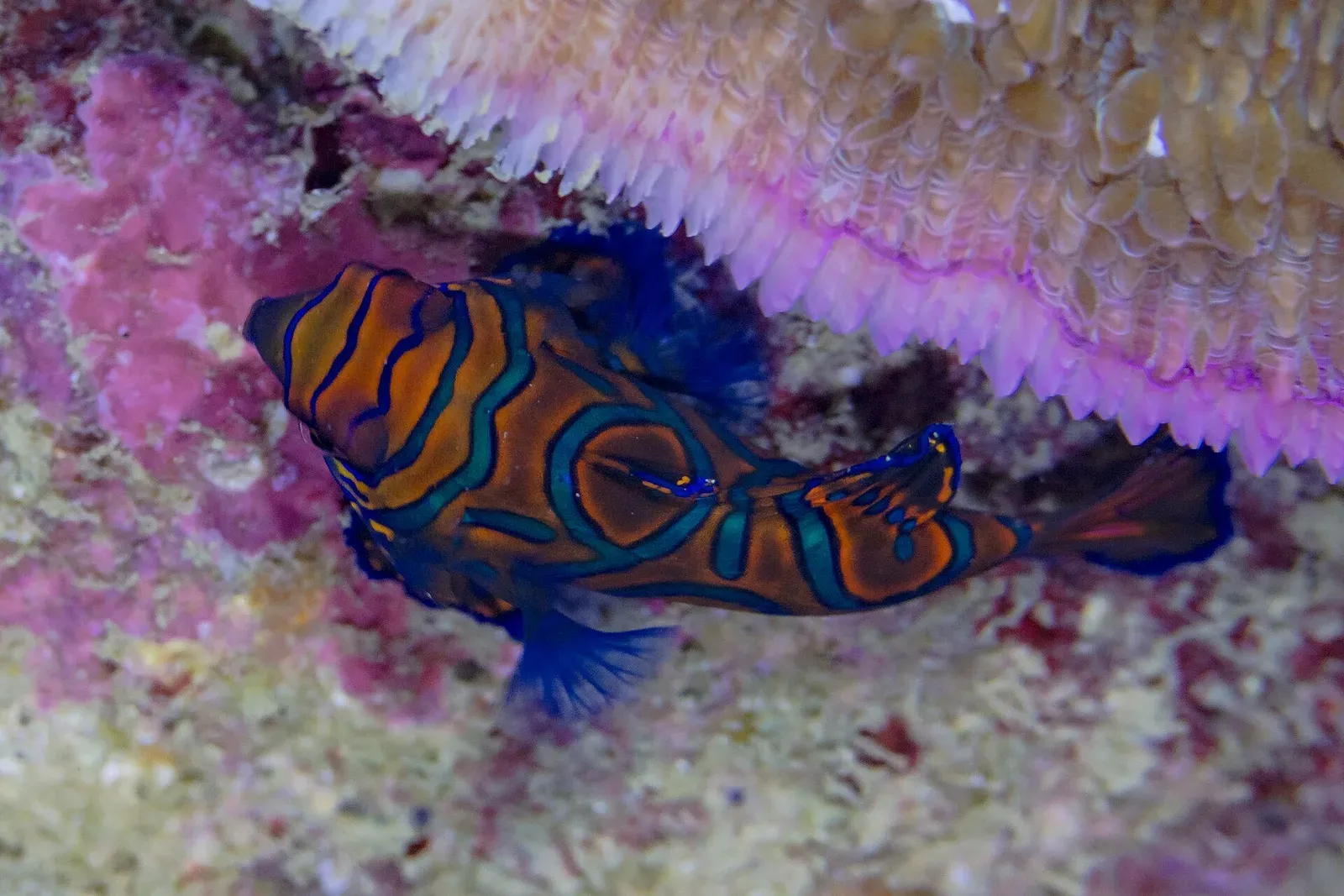 A mandarinfish in orange, blue and green sheltering under coral rubble at Anilao