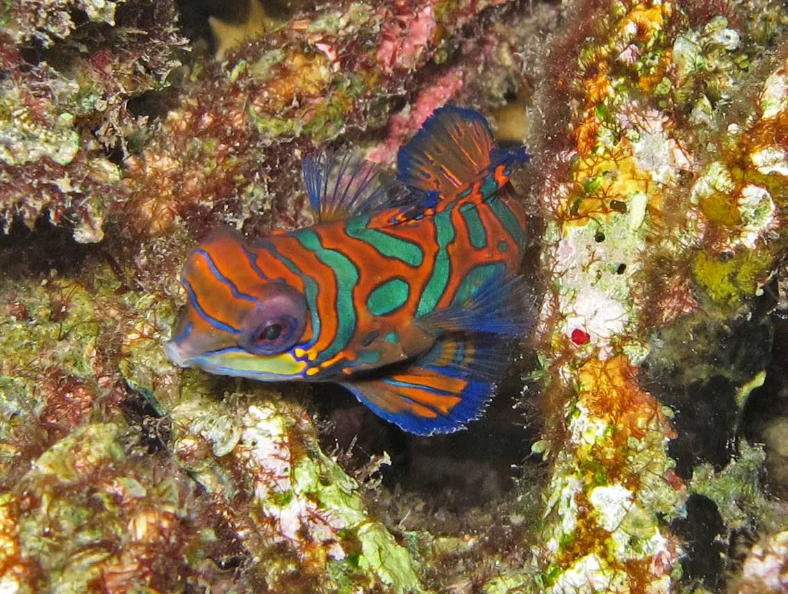 A mandarinfish in orange, green and blue perched on coral rubble in Lembeh Strait