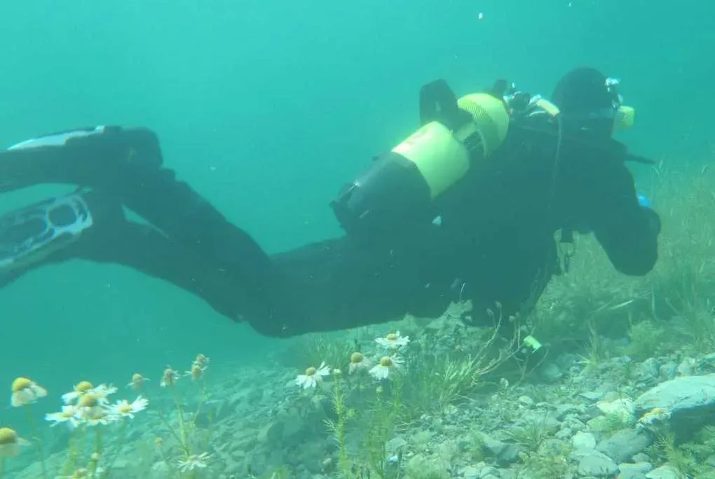 A diver swims over drowned grass and white meadow flowers on the stony bed of Lai da Marmorera, a Swiss mountain reservoir.