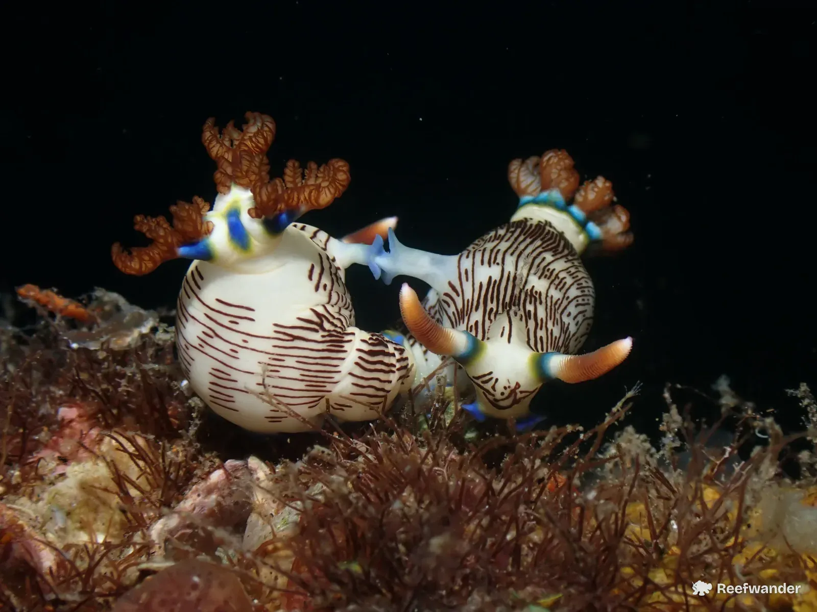 Two cream nudibranchs with fine brown stripes, blue-edged and with orange rhinophores, press their right sides together on weedy reef at night.