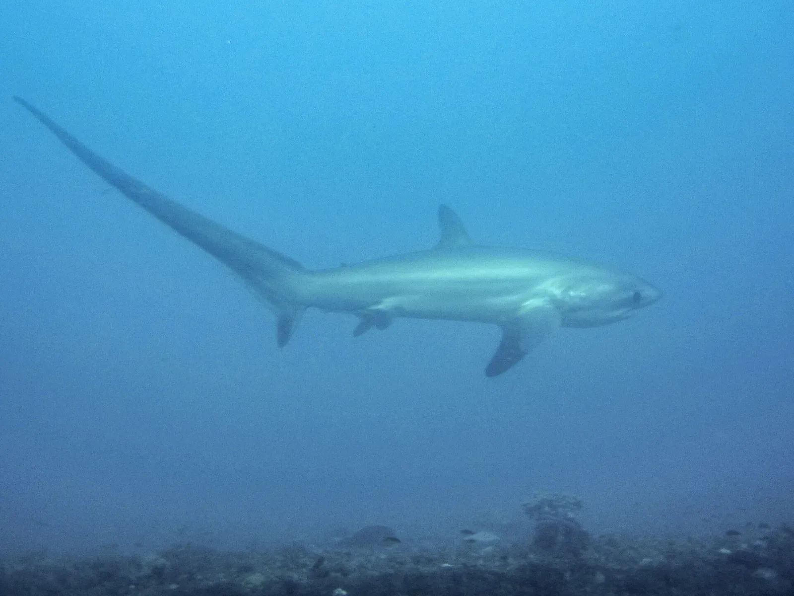 A pelagic thresher shark in dim green-blue water over the flat top of Monad Shoal, long upper tail lobe trailing behind it
