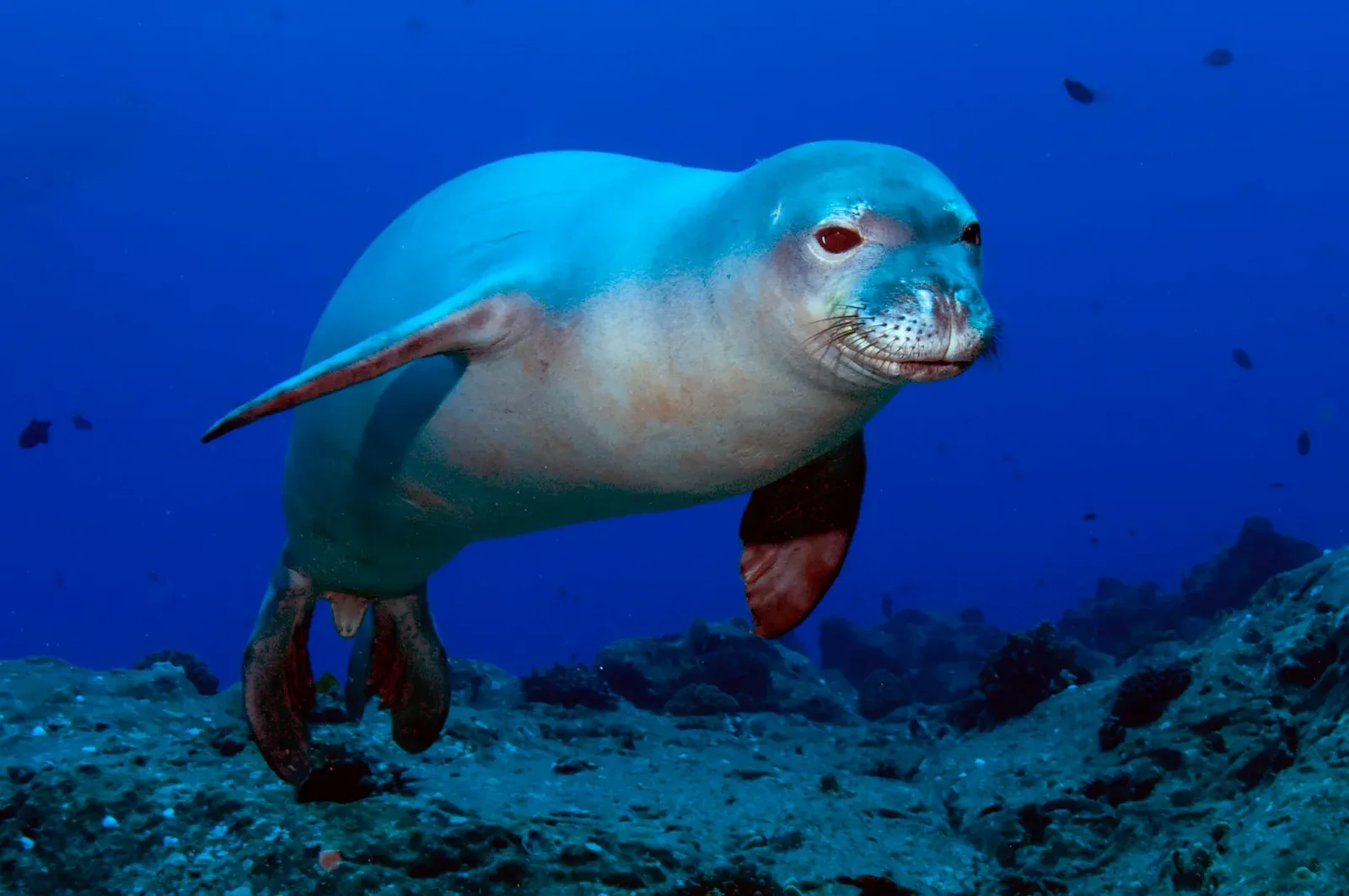 A pale Hawaiian monk seal swims above a dark rocky reef in blue water, fore-flippers at its sides and a scarred, speckled muzzle turned to the camera