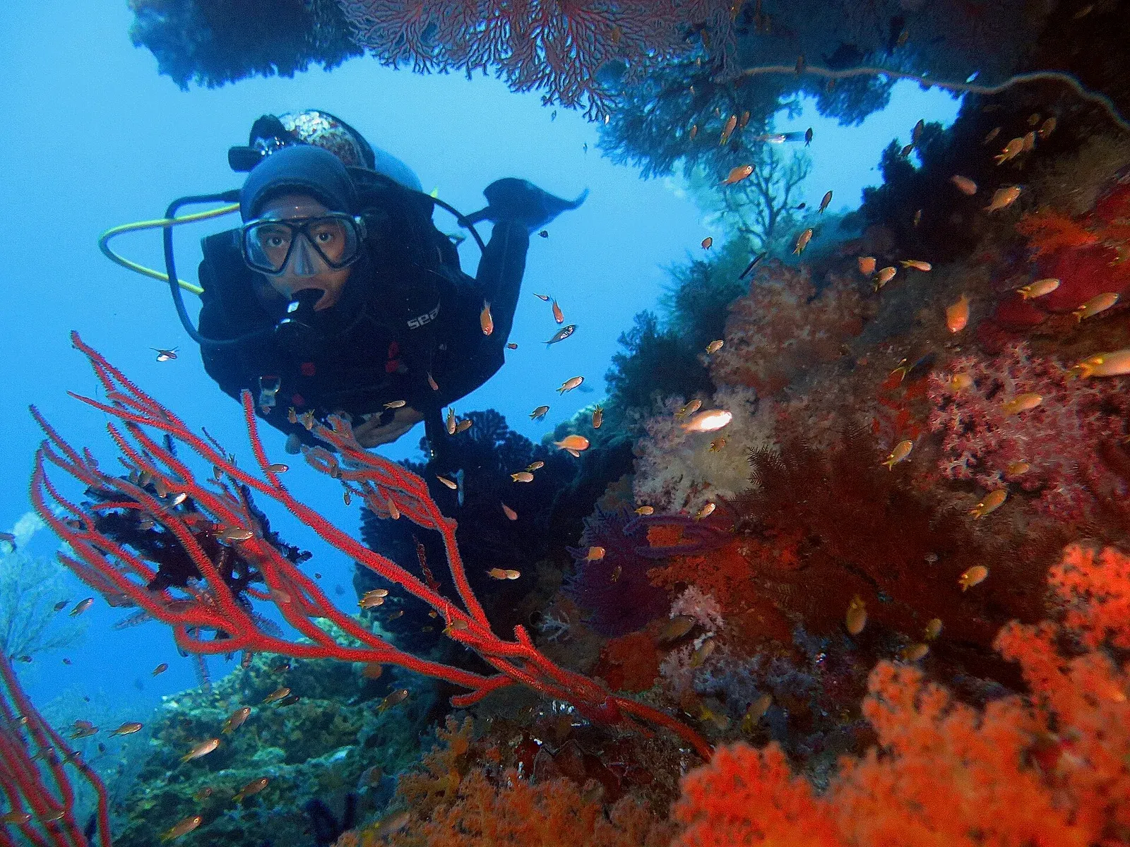 A diver hovers by a soft coral wall thick with orange fish and a red gorgonian fan in Raja Ampat