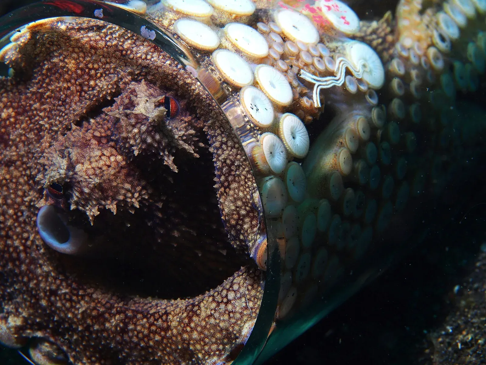 A coconut octopus peering out from inside a shell on the sand