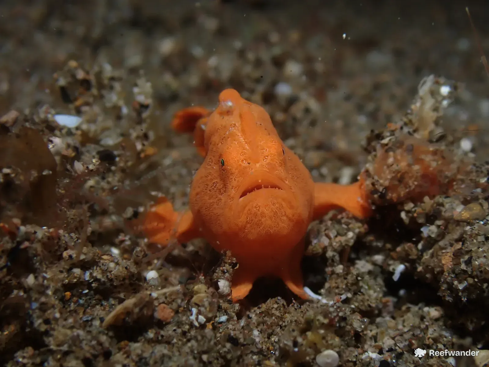 A bright orange frogfish squats on grey rubble and sand in Dauin with its pectoral fins splayed.