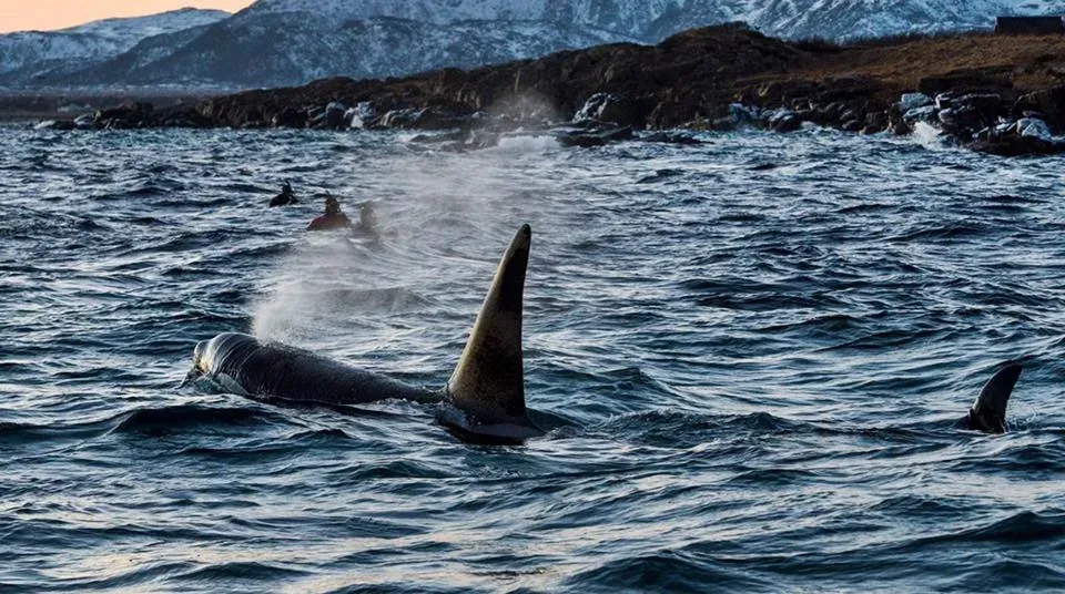 Two orcas at the surface of dark Arctic water, snorkellers floating close behind and snow-covered mountains along the shore