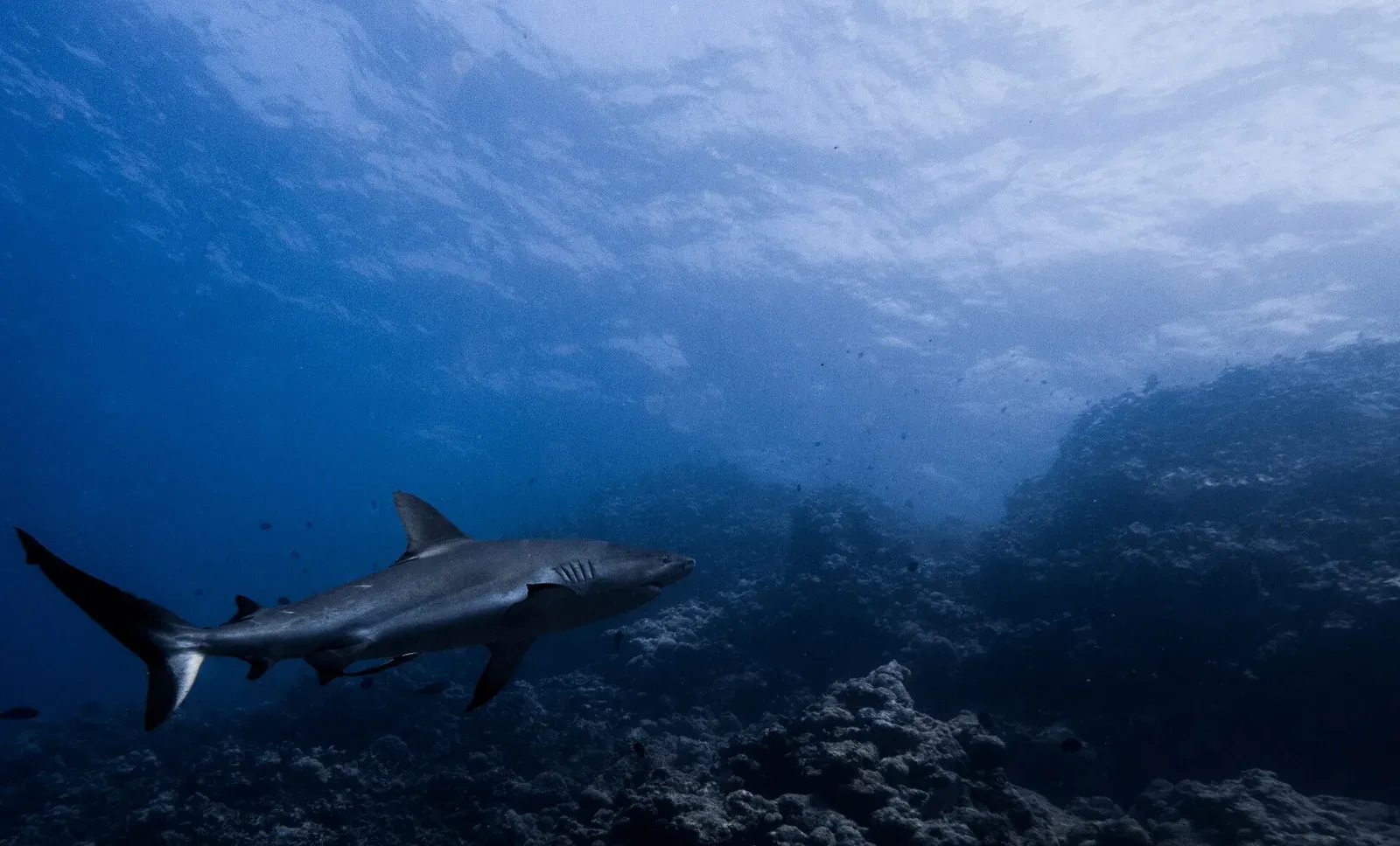 A grey reef shark with a dark-edged tail swims through blue water past the reef edge at Osprey Reef.