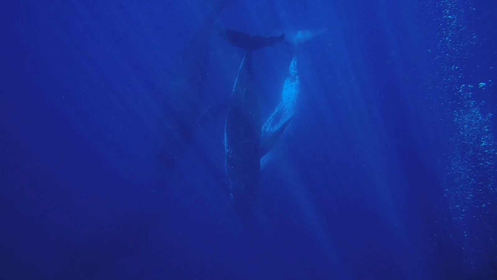 Two humpback whales descending into deep blue water through shafts of sunlight, photographed from above