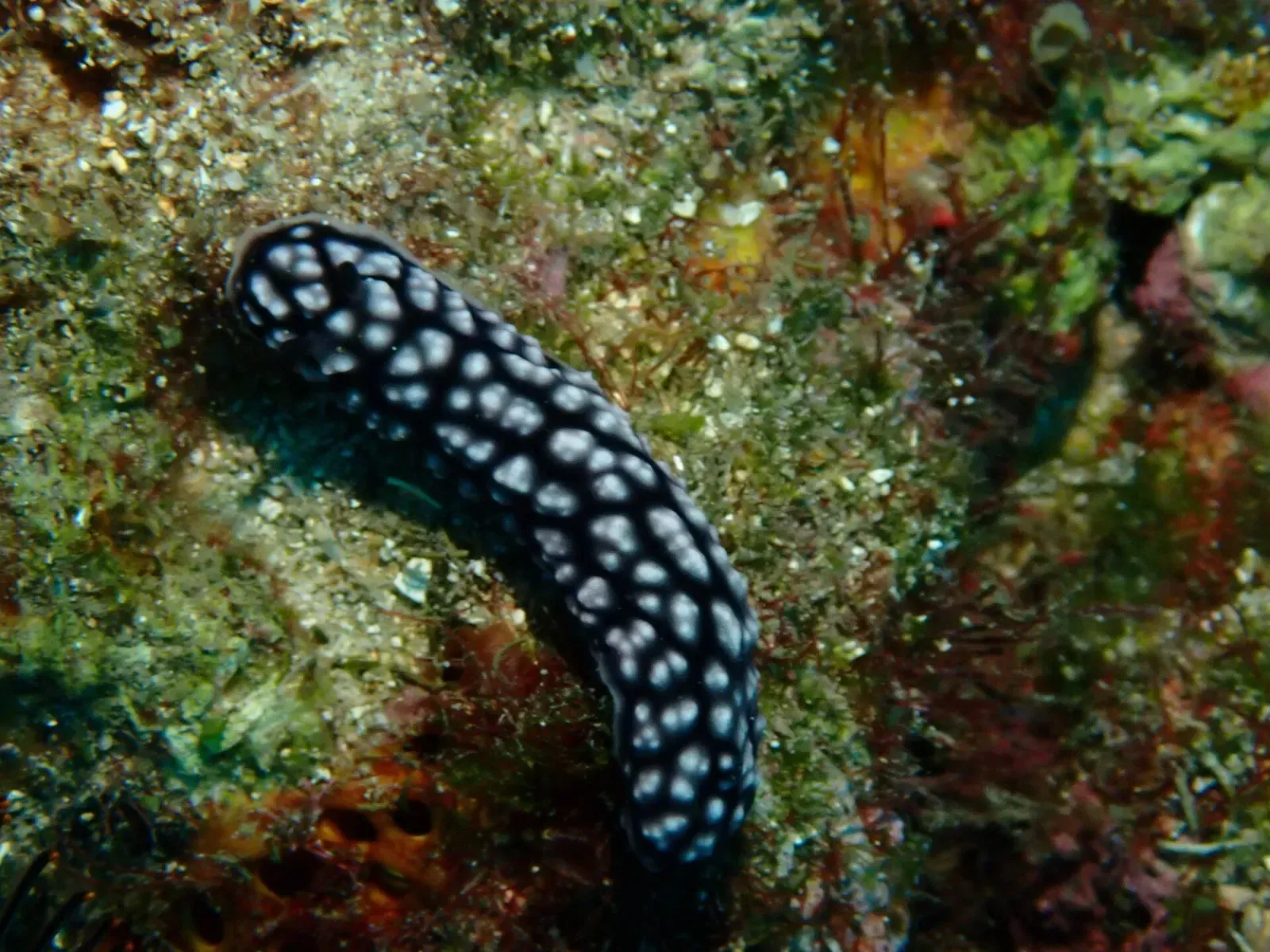 A black phyllidiid nudibranch covered in pale, rounded tubercles crawls across algae-covered rock off Taiwan.
