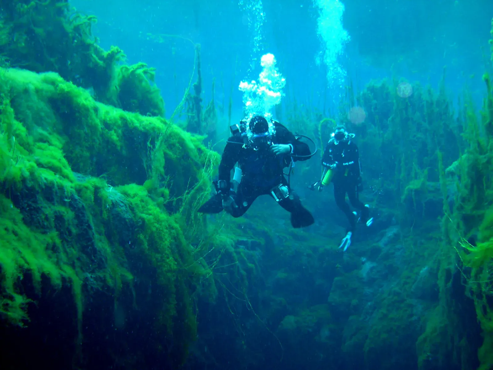 Two divers hang over a weed-covered limestone drop in the clear blue-green spring water of Piccaninnie Ponds.