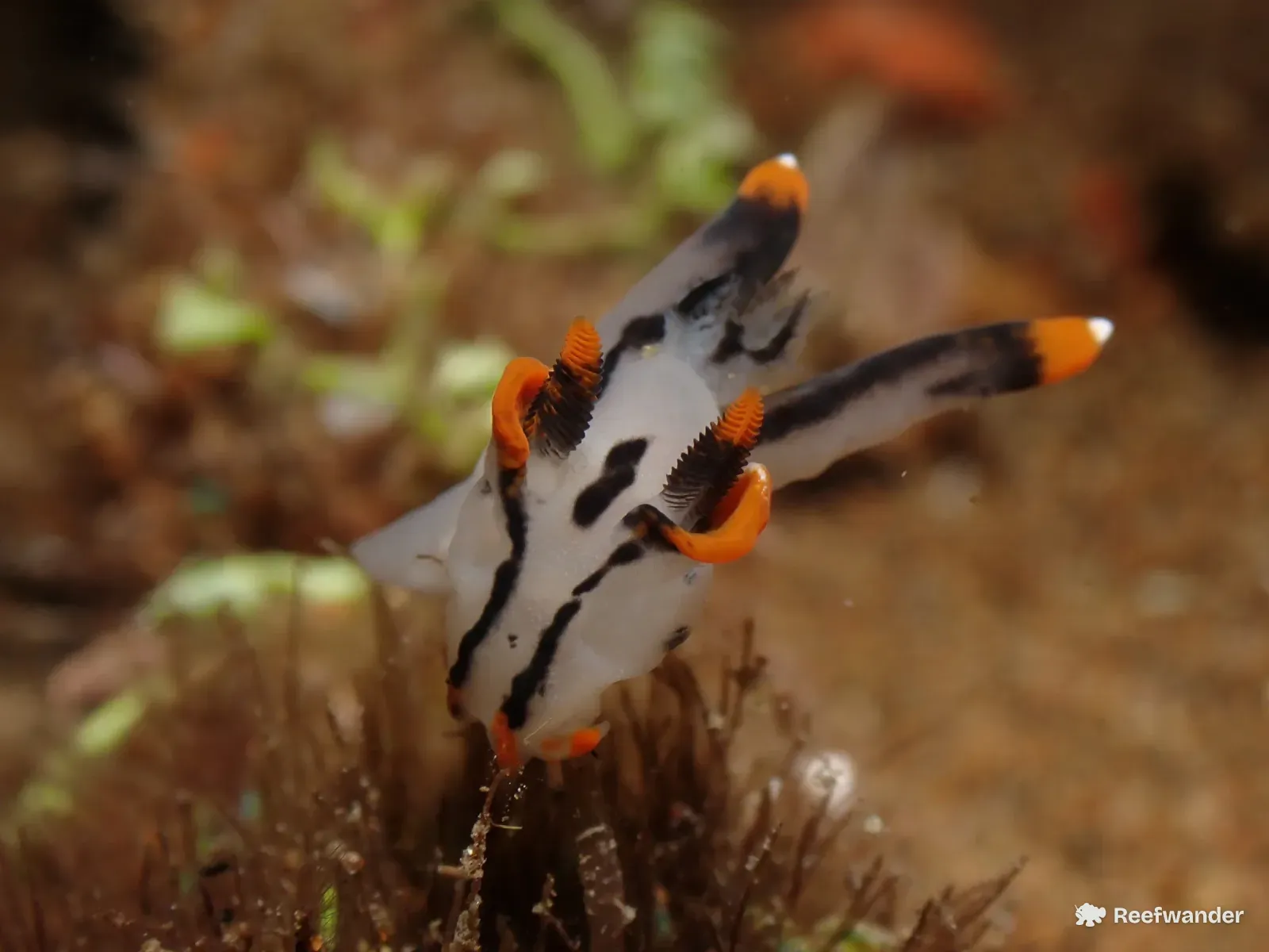A white Thecacera picta nudibranch with black stripes and orange-tipped rhinophores and gill appendages rears up over brown algae.