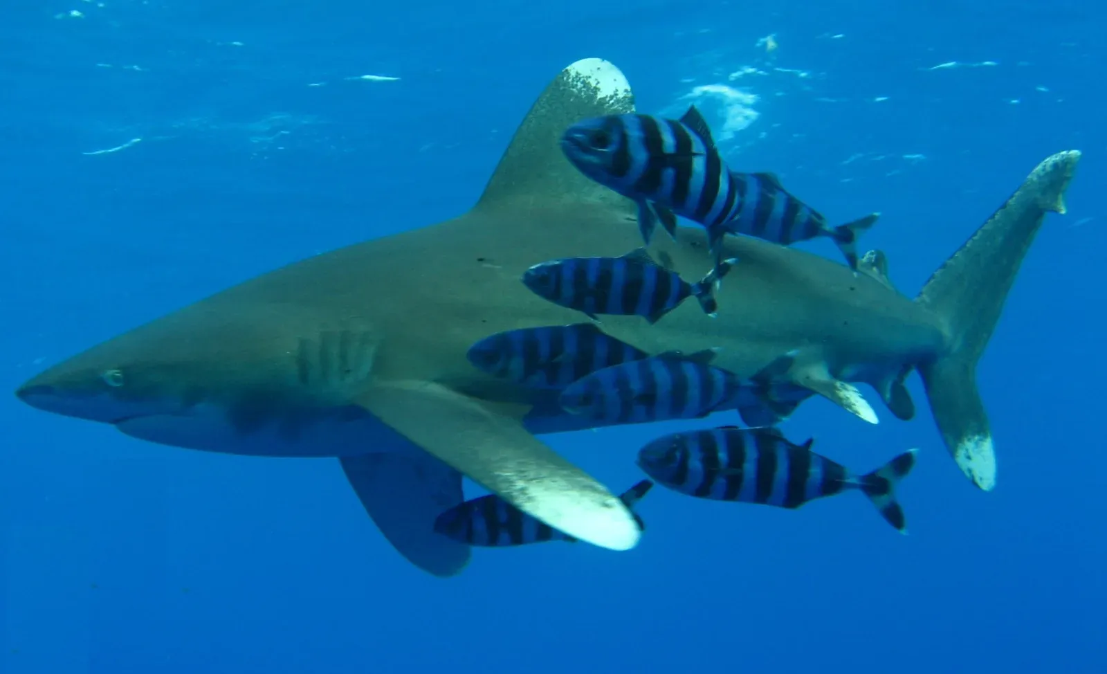 An oceanic whitetip shark in profile in open blue water with a shoal of banded pilot fish packed against its flank and under its pectoral fin
