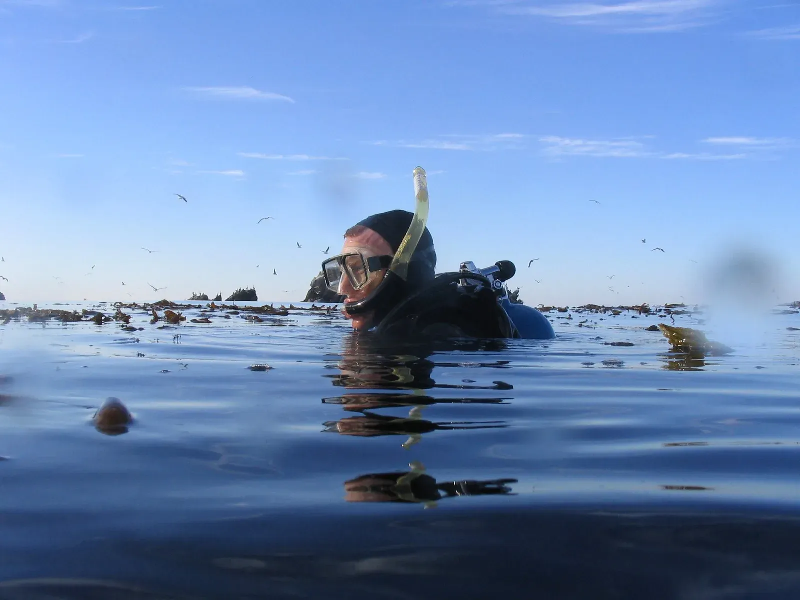 A diver in a hood and mask at the surface among floating kelp before descending at Point Lobos