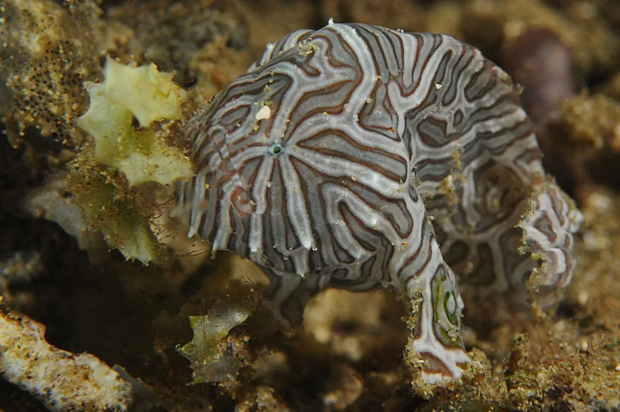 A juvenile psychedelic frogfish with swirling cream and brown stripes rests among encrusted rubble.