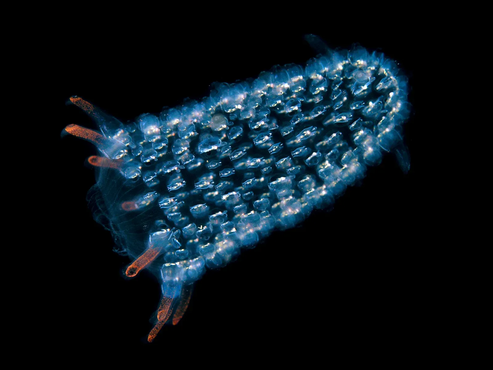 A translucent blue colonial tunicate studded with small zooids and orange-tipped projections, drifting against black water