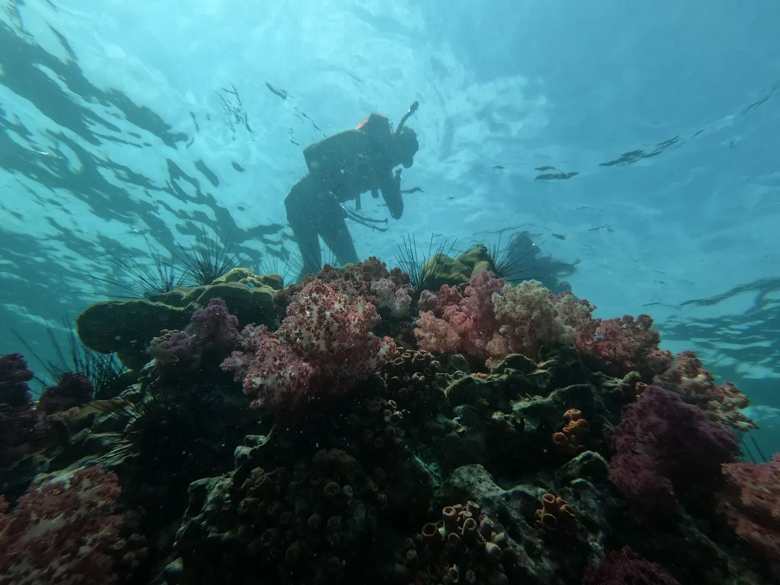 A diver silhouetted against the surface above a shallow reef of pink and purple soft coral