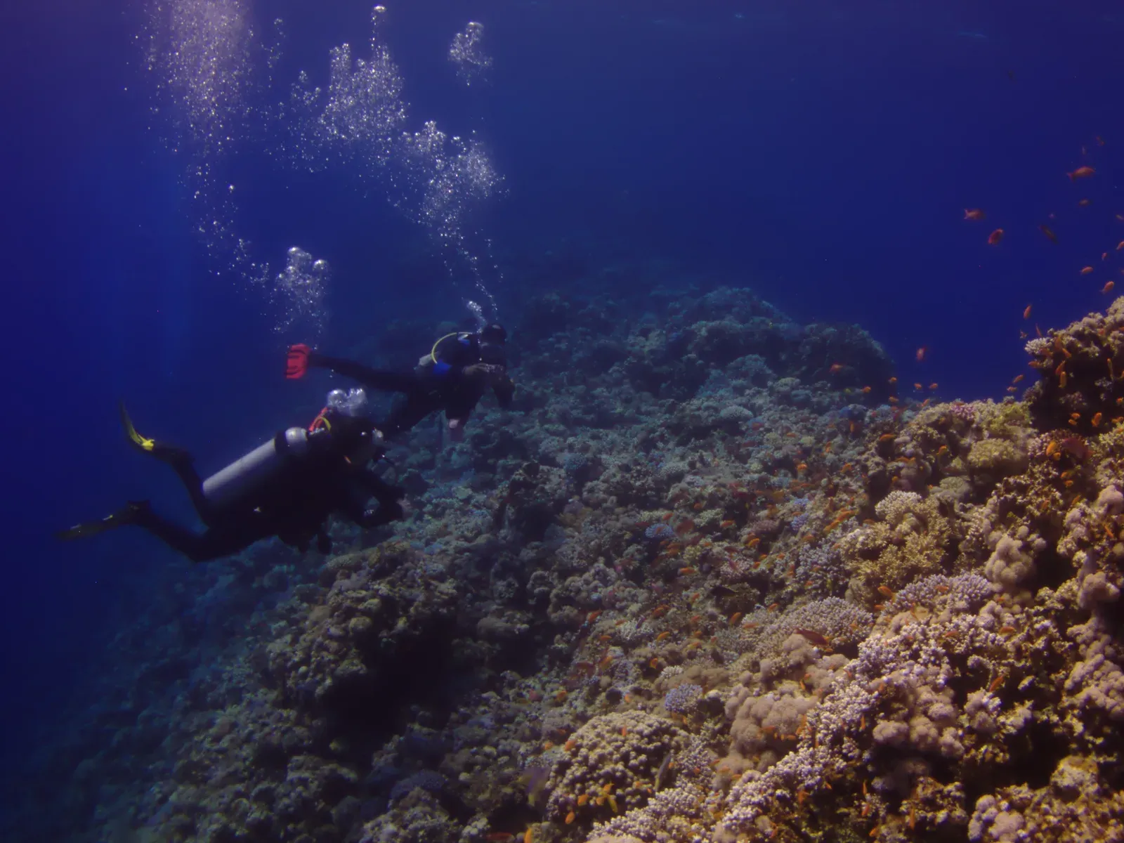 Two scuba divers finning down a coral slope into deep blue open water, exhaust bubbles rising above them and small orange reef fish along the coral