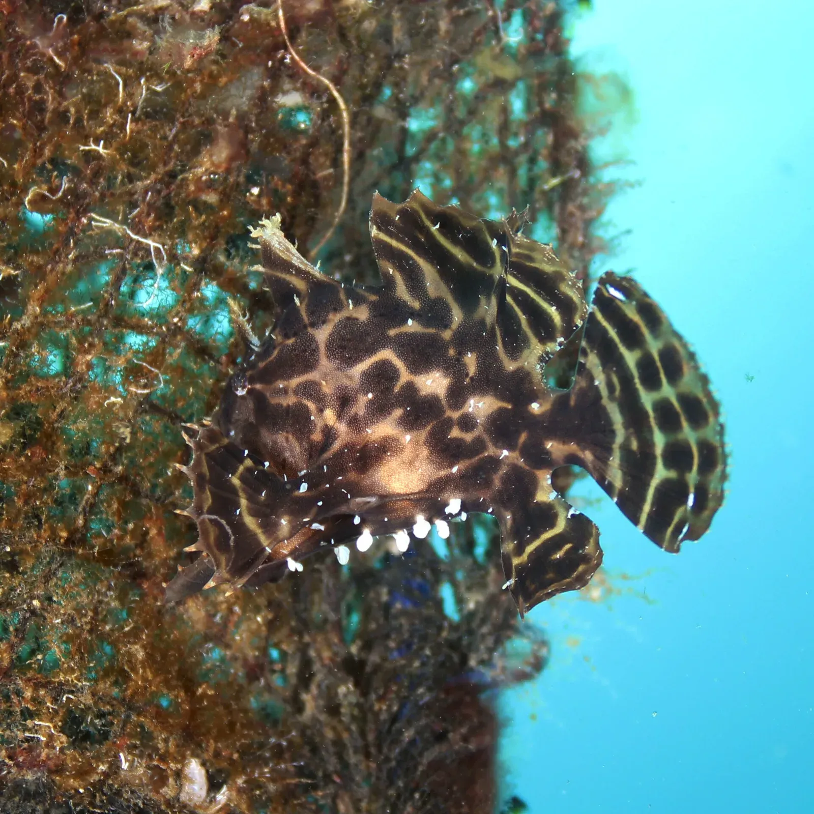 A mottled brown sargassum frogfish with banded fins clings to a weed-covered net against blue water.