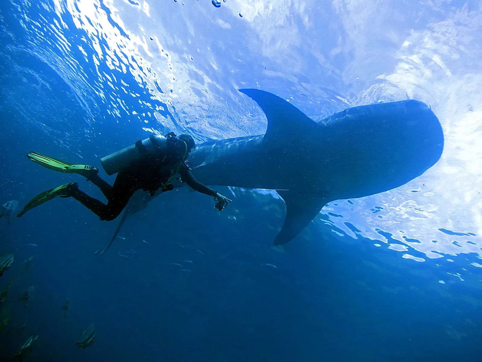A scuba diver in yellow fins swimming level with a whale shark just under a bright water surface, dwarfed by the animal