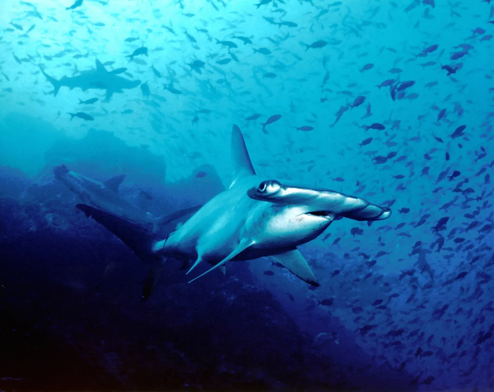 A scalloped hammerhead swimming through a school of baitfish at Cocos Island, with a second shark behind
