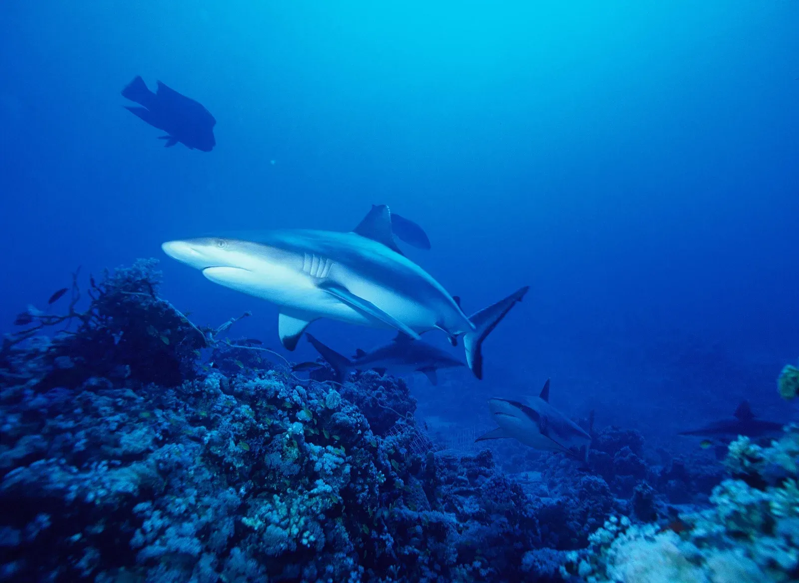 Several grey reef sharks cruise along a coral reef edge in deep blue water, a large fish above them.