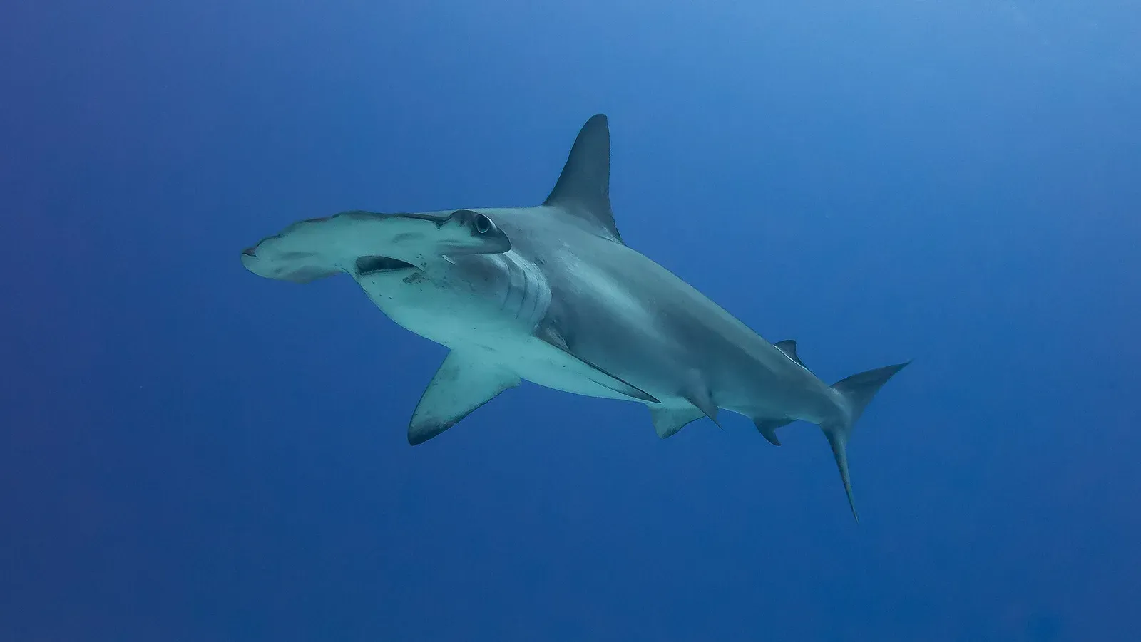 A single scalloped hammerhead banking in clear blue water